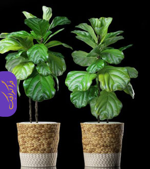 دانلود مدل سه بعدی گیاه و گلدان - شماره 8