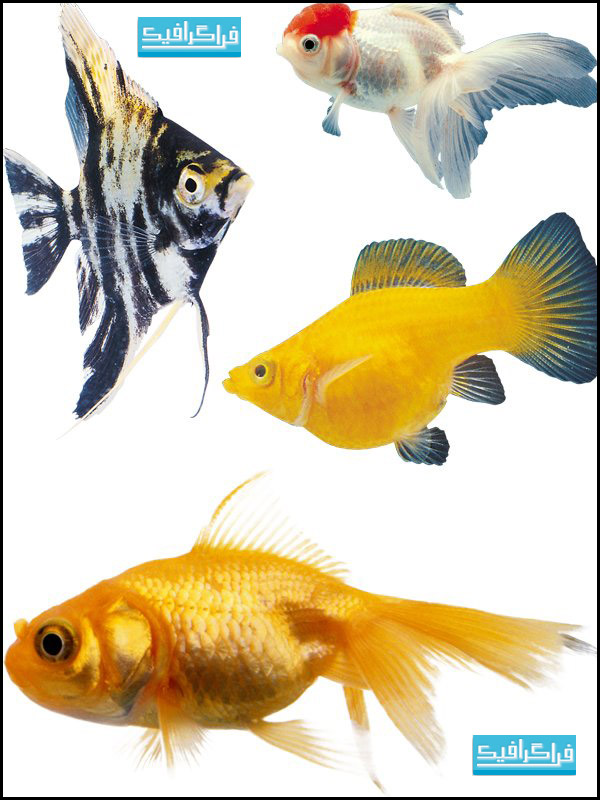 دانلود تصاویر استوک ماهی های آکواریوم