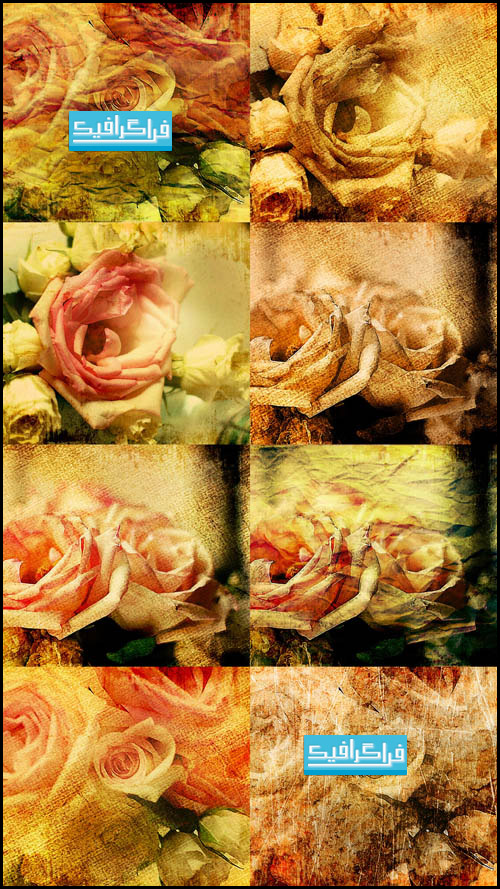 دانلود تصاویر استوک گل رز با زمینه گرانج
