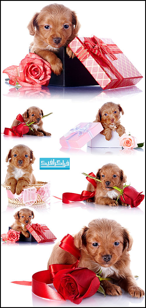 دانلود تصاویر استوک توله سگ کوچک و گل رز