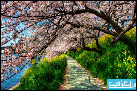 دانلود والپیپر شکوفه Cherry Blossom