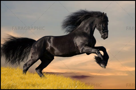 دانلود والپیپر اسب سیاه