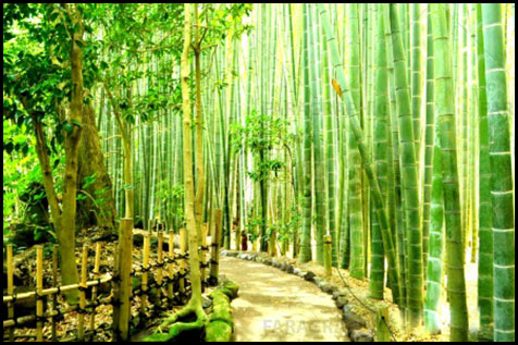 دانلود والپیپر جنگل درختان بامبو در ژاپن