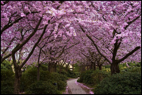 دانلود والپیپر بهار شکوفه درختان