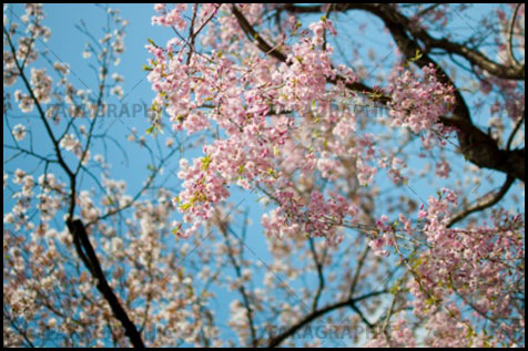 دانلود والپیپر بهار - شکوفه درخت
