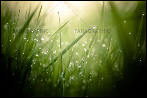 دانلود والپیپر چمن - Grass Wallpaper