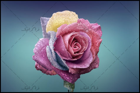 دانلود والپیپر گل رز رنگارنگ