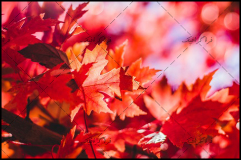 دانلود والپیپر برگ های قرمز فصل پاییز