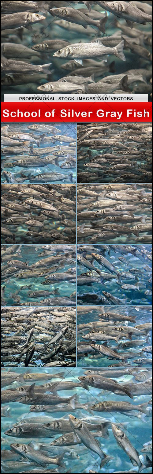 دانلود تصاویر استوک ماهی های خاکستری