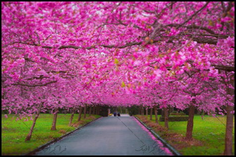دانلود والپیپر بهار - شکوفه درخت - شماره 2