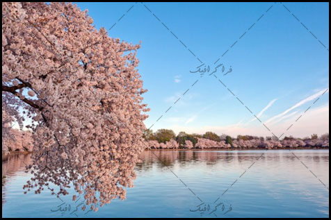 دانلود والپیپر بهار - شکوفه درخت - شماره 4