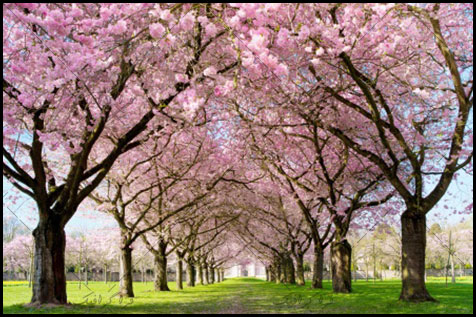 دانلود والپیپر بهار - شکوفه درخت - شماره 3