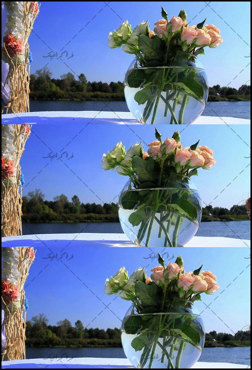 دانلود ویدئو فوتیج گل های رز در گلدان