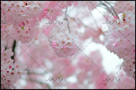 دانلود والپیپر دسکتاپ شکوفه درخت گیلاس