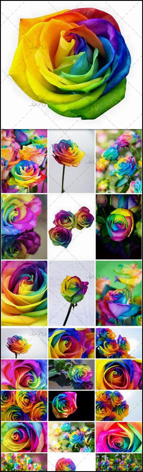 دانلود تصاویر استوک گل های رز رنگارنگ