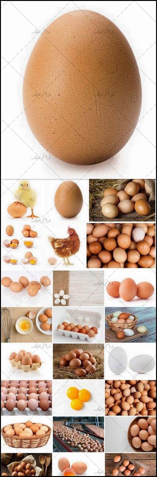دانلود تصاویر استوک تخم مرغ دو زرده