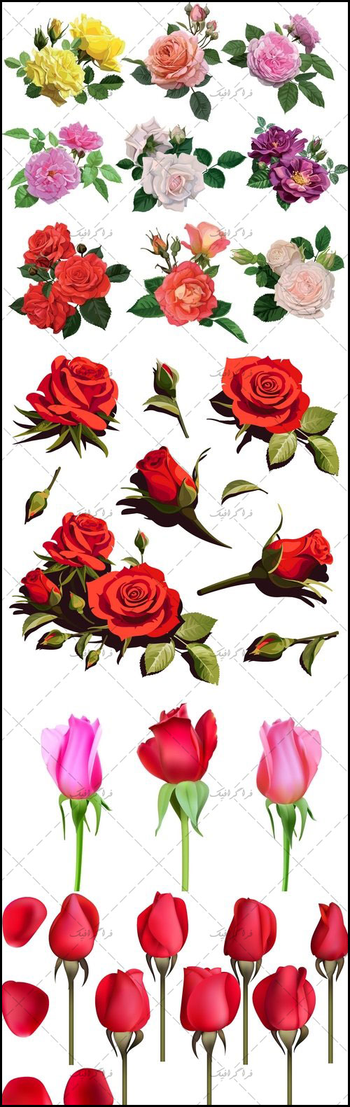 دانلود وکتور های گل رز - Rose Flowers Vector