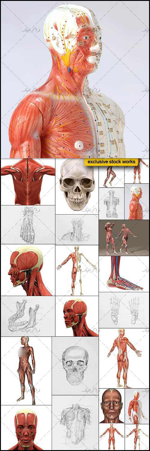 دانلود تصاویر استوک آناتومی بدن انسان - شماره 2