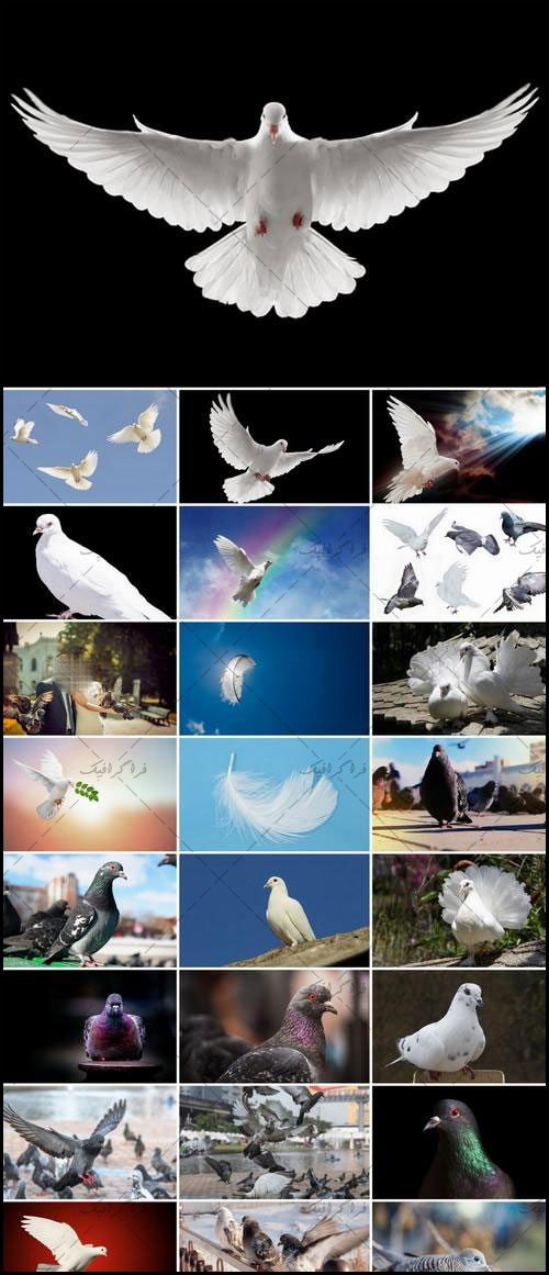 دانلود تصاویر استوک کبوتر سفید و خاکستری