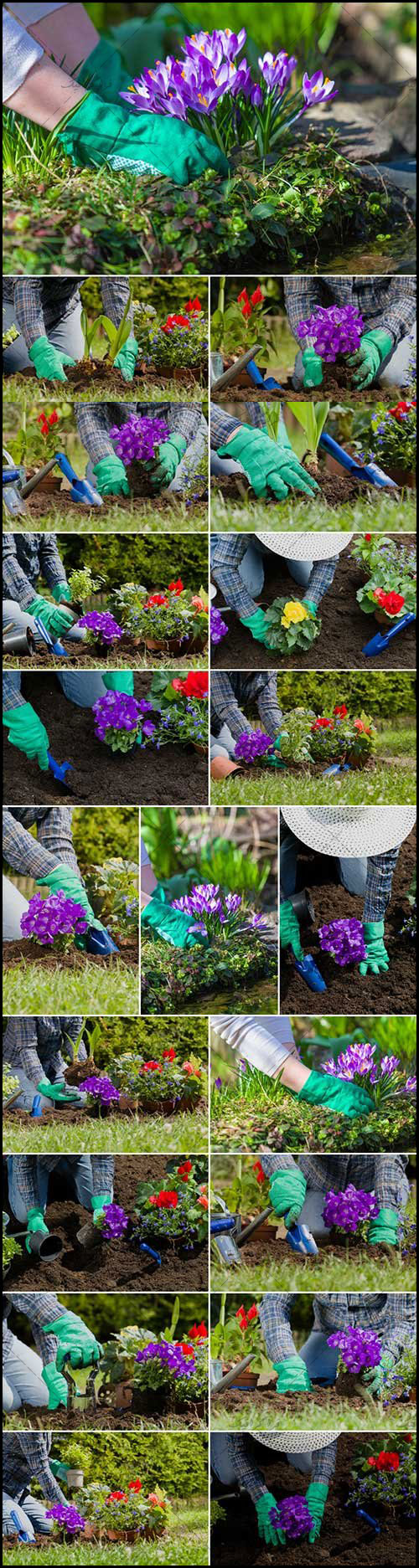 دانلود تصاویر استوک گل کاشتن در باغچه -  