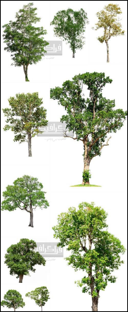 دانلود تصاویر استوک درخت - پس زمینه سفید