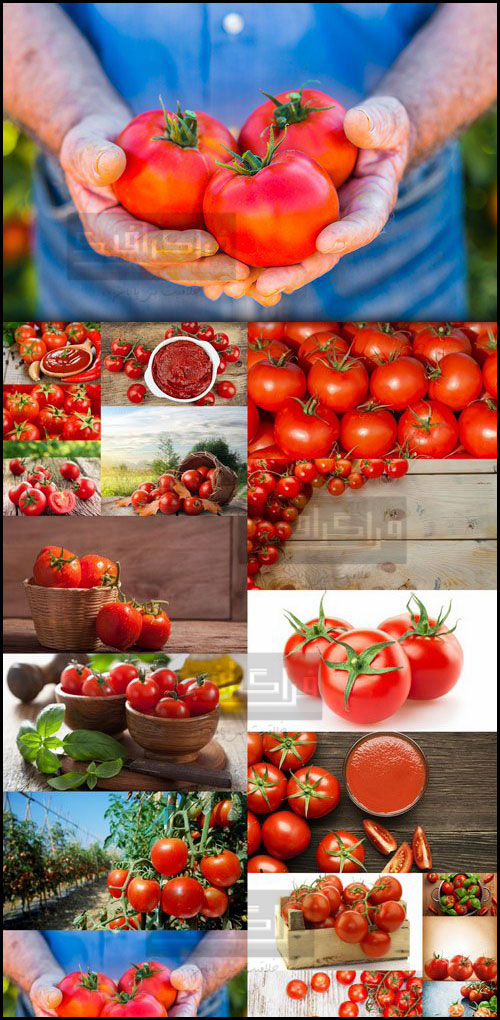 دانلود تصاویر استوک گوجه فرنگی های تازه