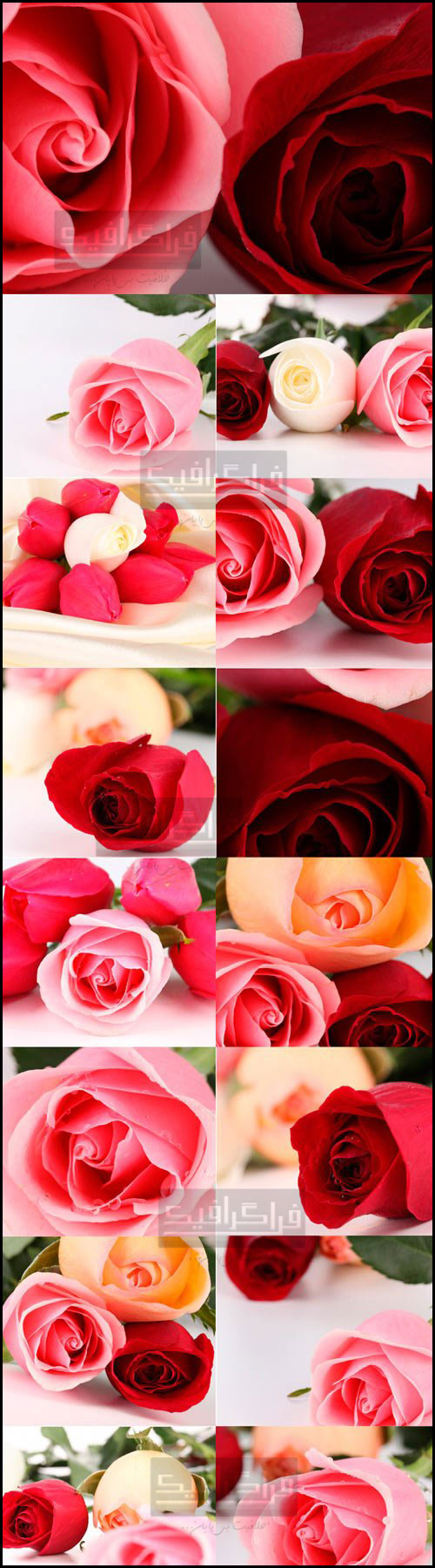 دانلود تصاویر استوک گل رز قرمز و صورتی