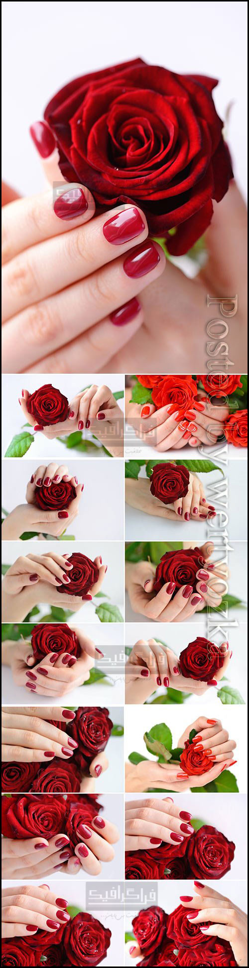دانلود تصاویر استوک دست های زن با گل رز