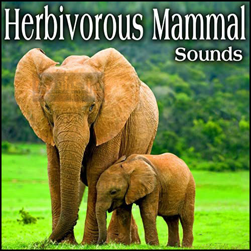 دانلود افکت های صوتی حیوانات پستاندار