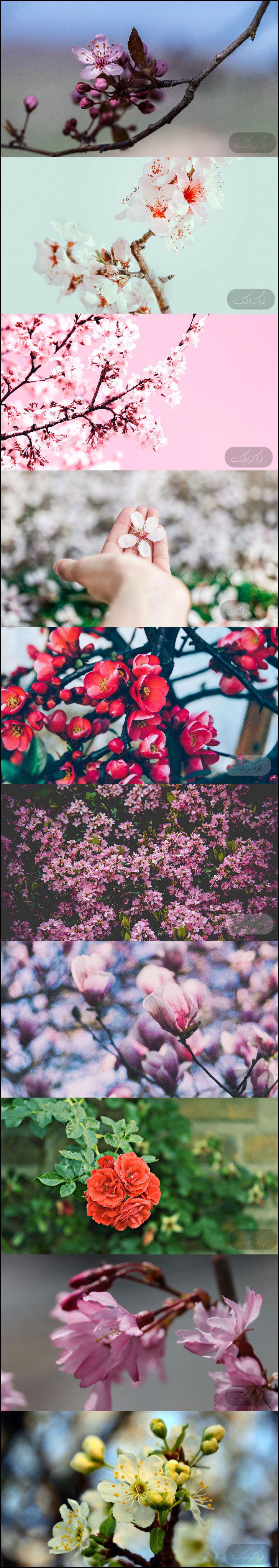 دانلود والپیپر های شکوفه کیفیت 4K - شماره 2