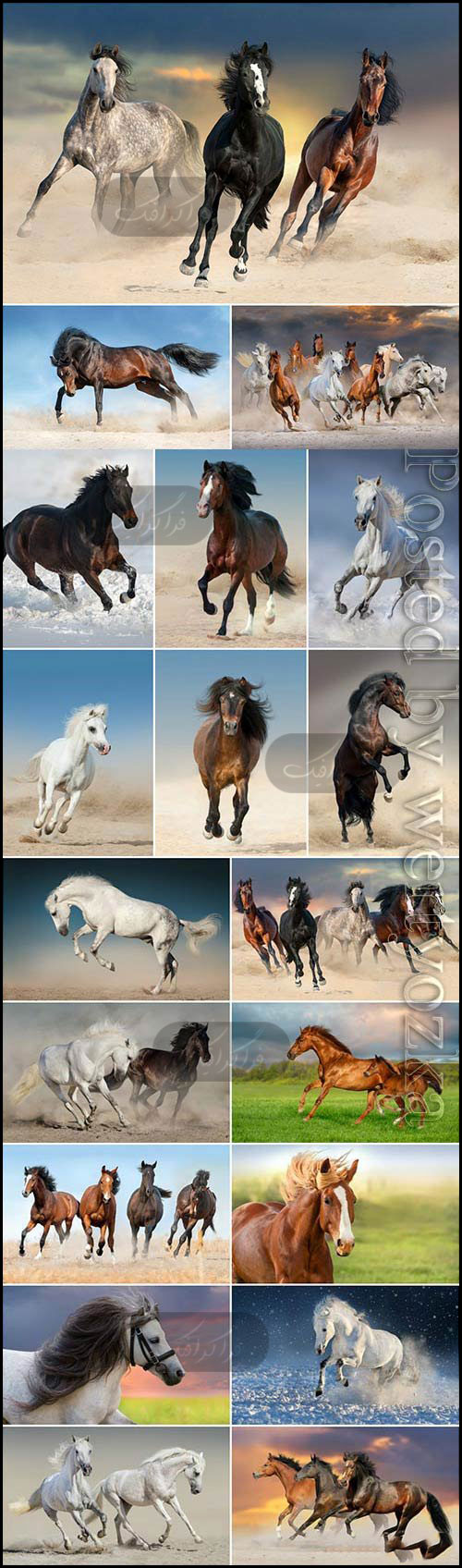 دانلود تصاویر استوک اسب - Horse Stock Photos