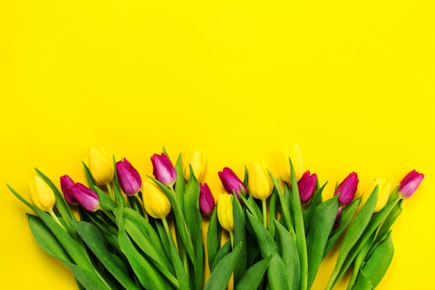 تصویر استوک گل های زیبا روی پس زمینه زرد -  