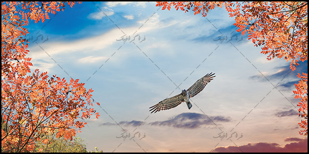  تصویر آسمان مجازی - طرح درخت پاییزی - عقاب