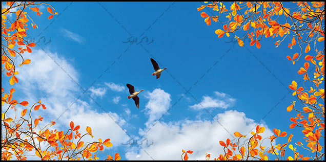 تصویر آسمان مجازی - طرح درخت پاییزی - پرندگان