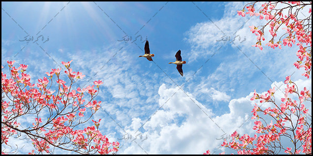 تصویر آسمان مجازی - طرح شکوفه - مرغابی ها