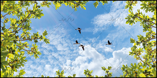 تصویر آسمان مجازی - طرح درخت انجیر - اردک