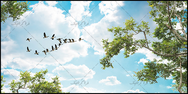 تصویر آسمان مجازی - طرح درخت - غاز ها - شماره 2