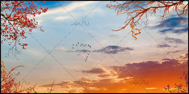 تصویر آسمان مجازی - غروب آسمان - درخت - پرندگان