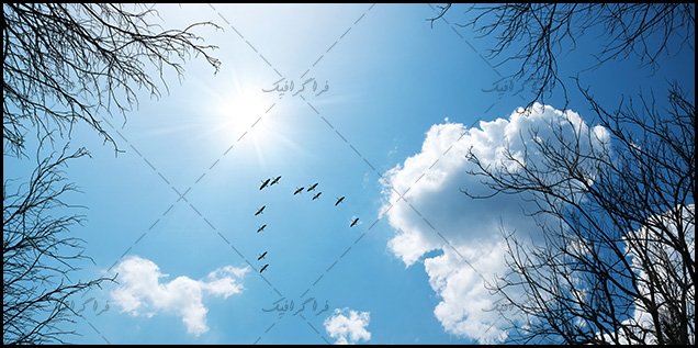 تصویر آسمان مجازی - طرح درخت - زمستان - پرندگان