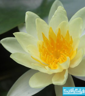 دانلود والپیپر گل لوتوس - Lotus Flower