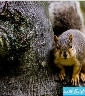 دانلود والپیپر سنجاب - Squirrel Wallpaper