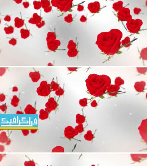 دانلود ویدیو فوتیج گل های رز - پس زمینه سفید