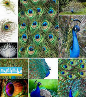 دانلود تصاویر استوک طاووس و پر طاووس