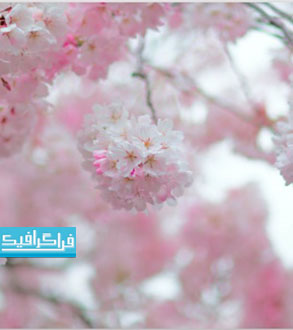 دانلود والپیپر دسکتاپ شکوفه درخت گیلاس 1