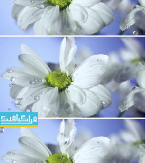 دانلود ویدیو فوتیج افتادن قطرات آب روی گل