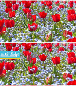 دانلود ویدیو فوتیج باغ گل لاله قرمز