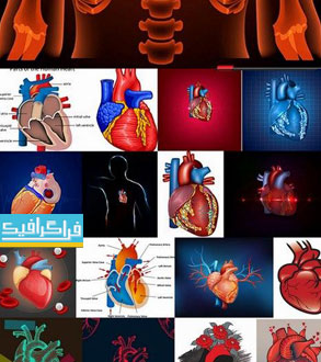 دانلود وکتور تصاویر قلب و عروق - پزشکی