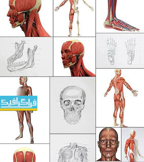 دانلود تصاویر استوک آناتومی بدن انسان - شماره 2