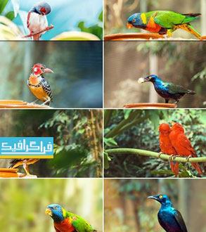 دانلود تصاویر استوک پرندگان زیبا و نادر