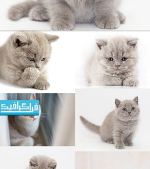 دانلود تصاویر استوک گربه کوچک پشمالو - رایگان